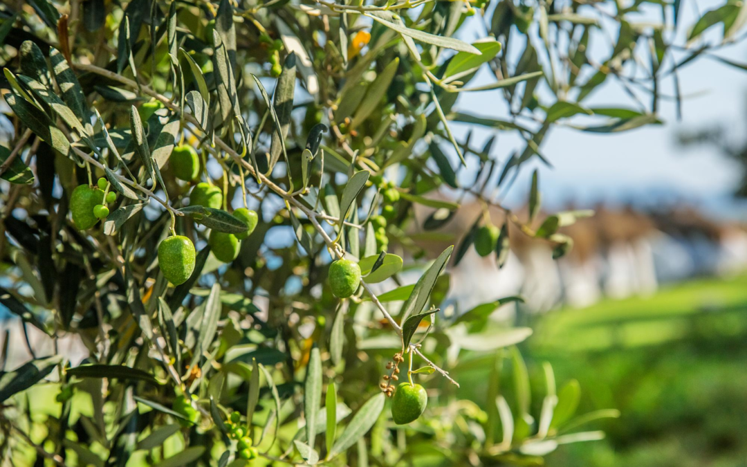 Transporte de Aceituna en Invierno: Vehículos Especializados y Soluciones Logísticas